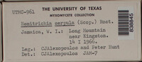 Hemitrichia serpula image